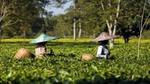 Two tea farmers harvesting tea leaves