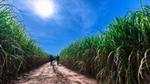 Two people walking through a tall green sugarcane field