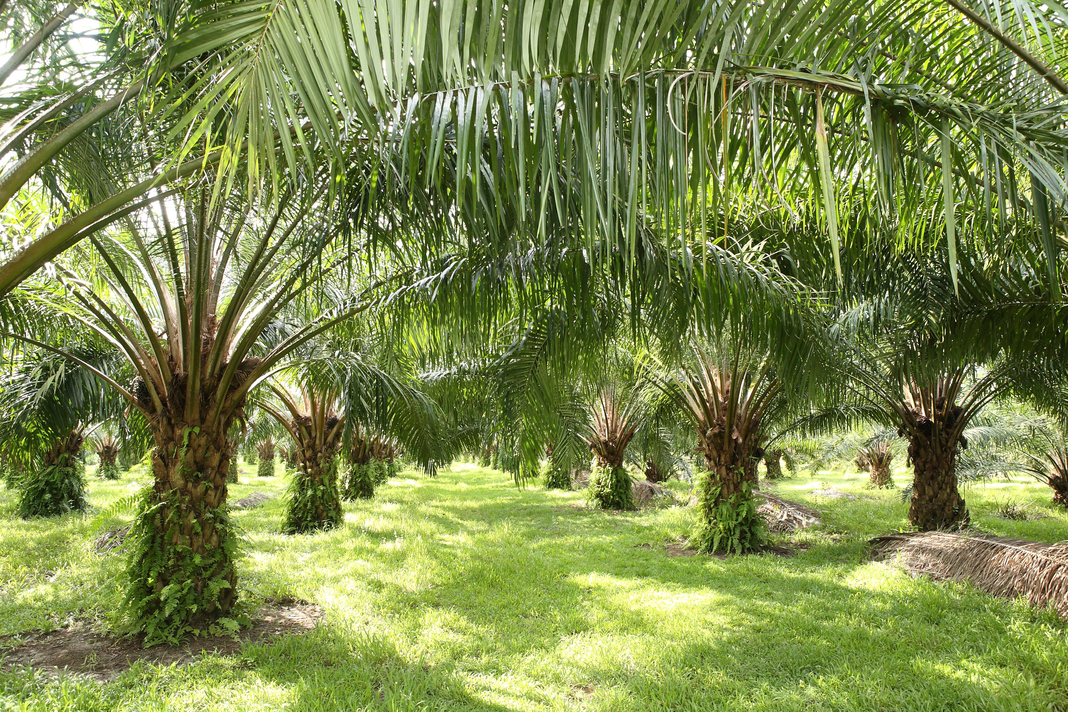 A palm oil plantation with lines of evenly spaced trees.