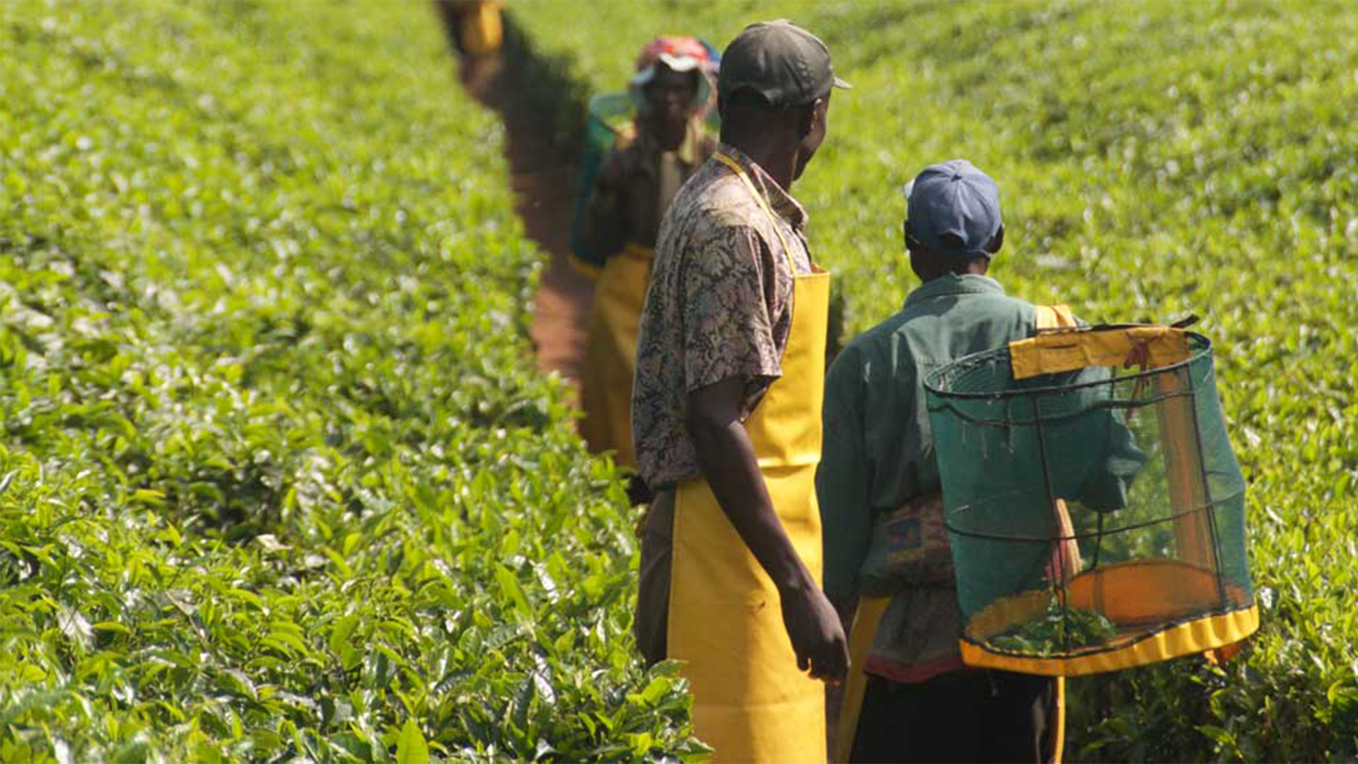 Image of workers in tea field