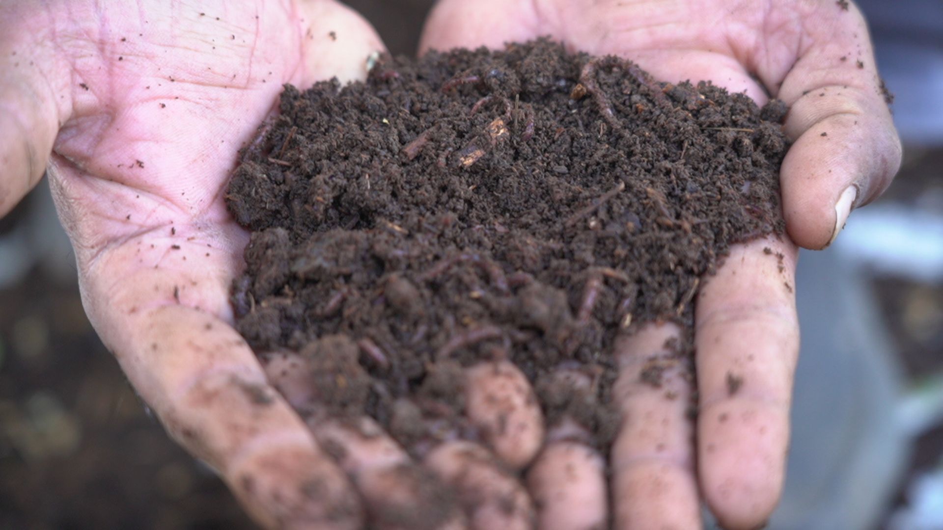 Hands holding a pile of rich, dark compost with visible organic matter