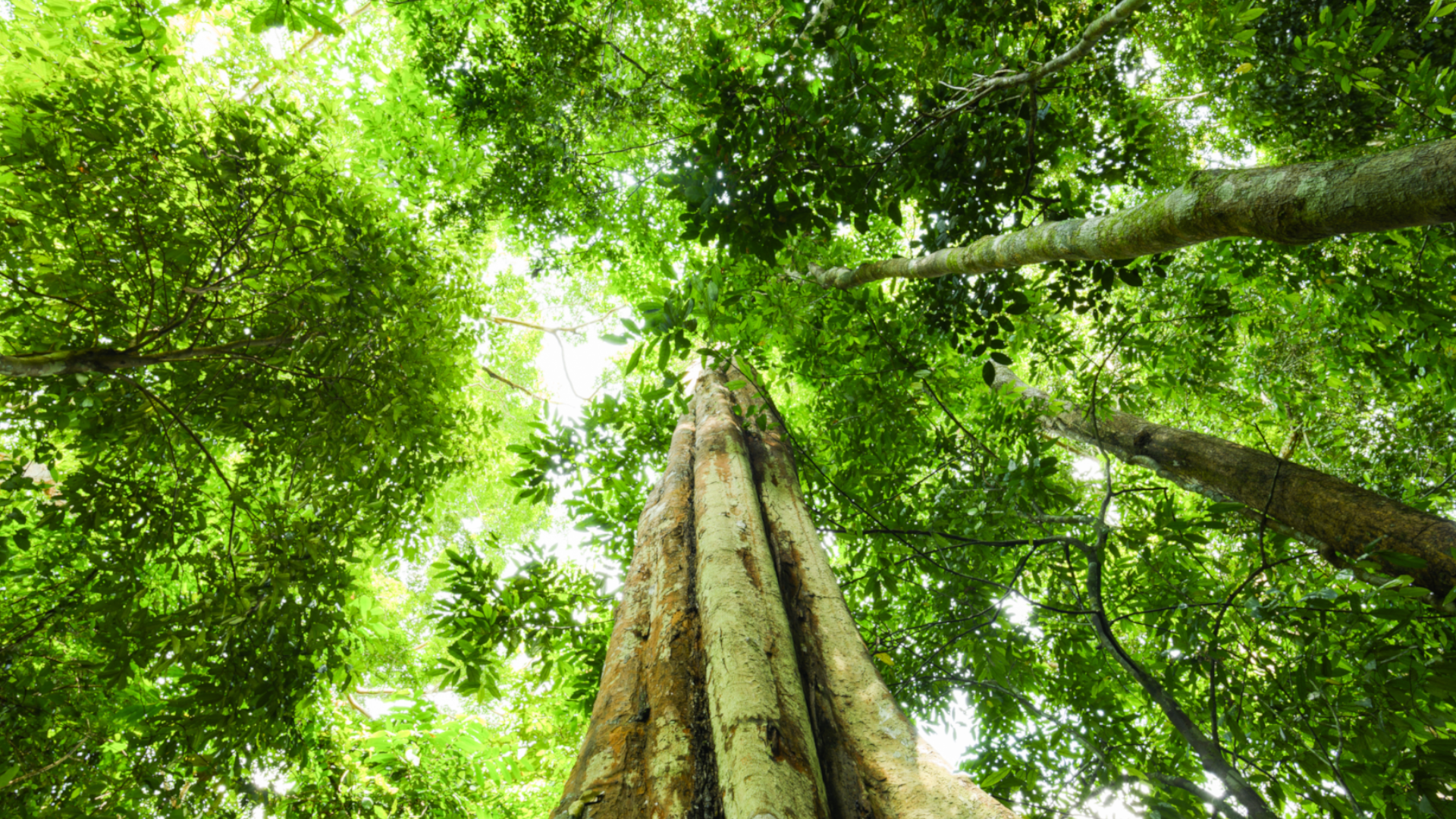 Green trees tower upwards in a tropical rainforest, Malaysia