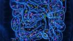 Medical illustration of the microbiome of the small intestine