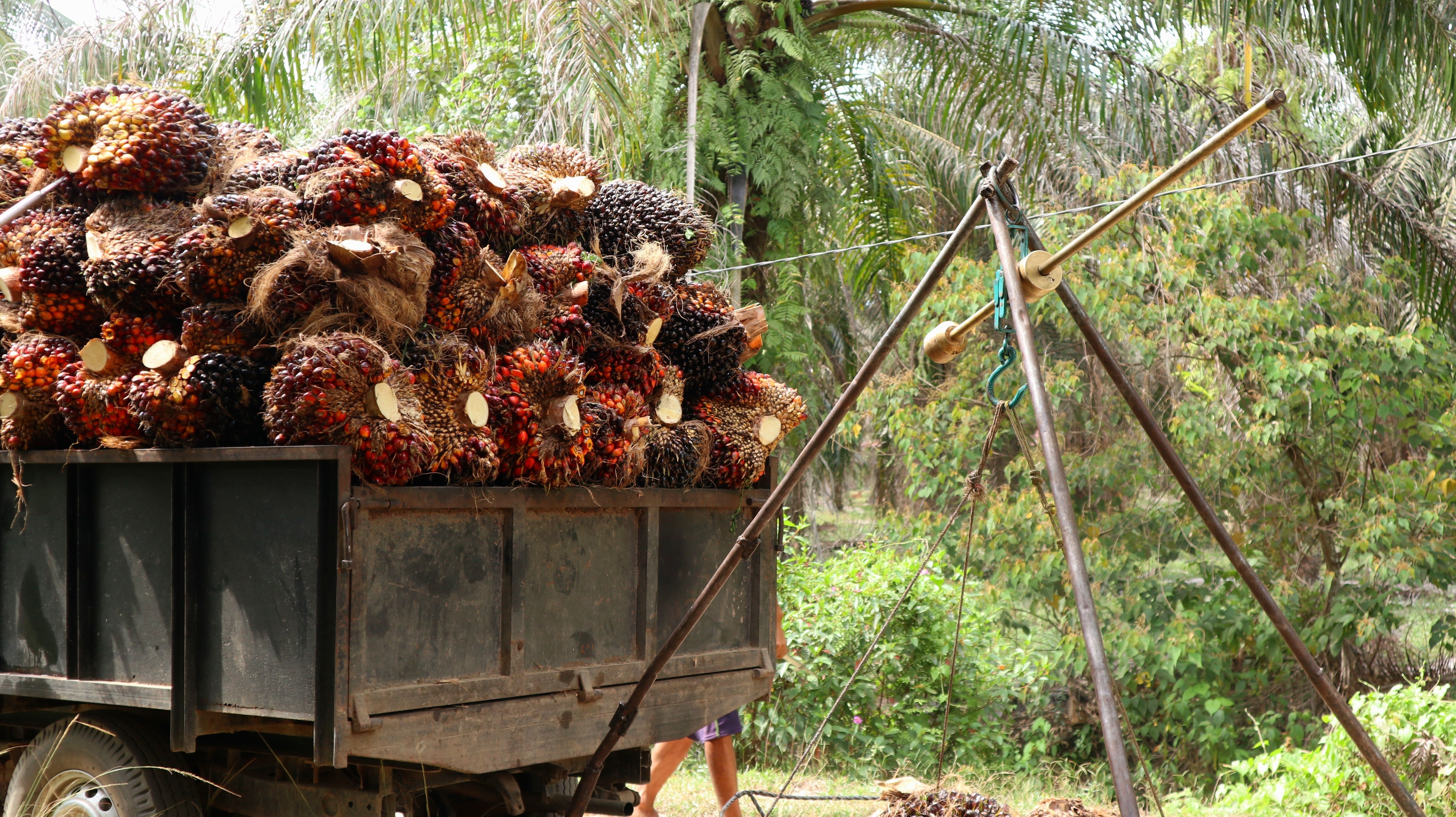 Truck full of palm oil fruit