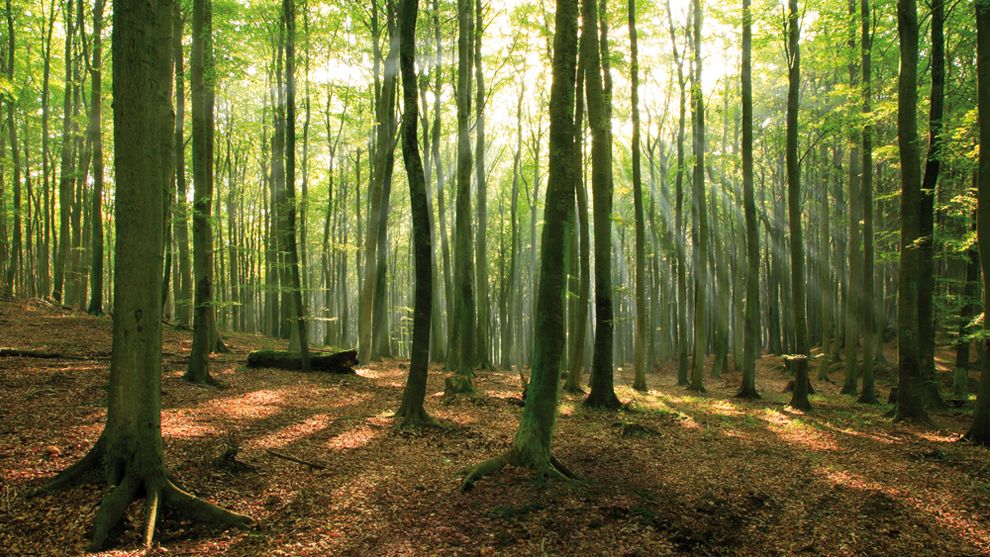 Forest in sunlight