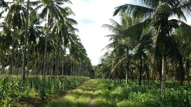 A scenic view of a plantation with rows of tall palm trees and green crops growing underneath, with a pathway running through the middle.