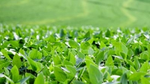 Field of rice growing