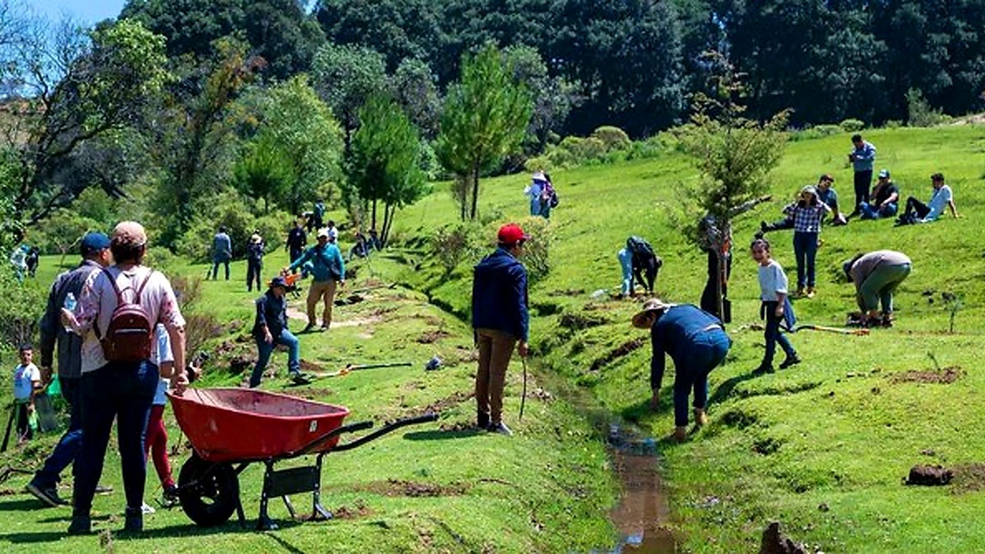 Employees work together planting trees on a sunny green hillside during a corporate volunteer day