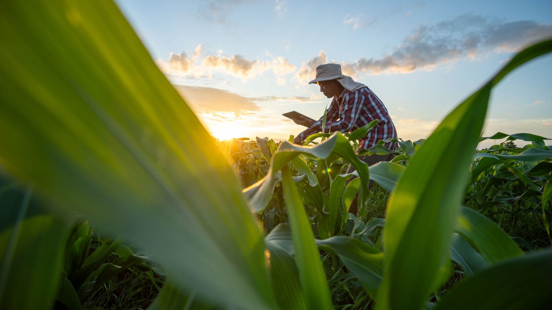 A farmer wearing a sun hat and plaid shirt examines a tablet while standing in a cornfield at sunset, surrounded by tall green leaves.