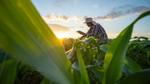 A farmer wearing a sun hat and plaid shirt examines a tablet while standing in a cornfield at sunset, surrounded by tall green leaves.
