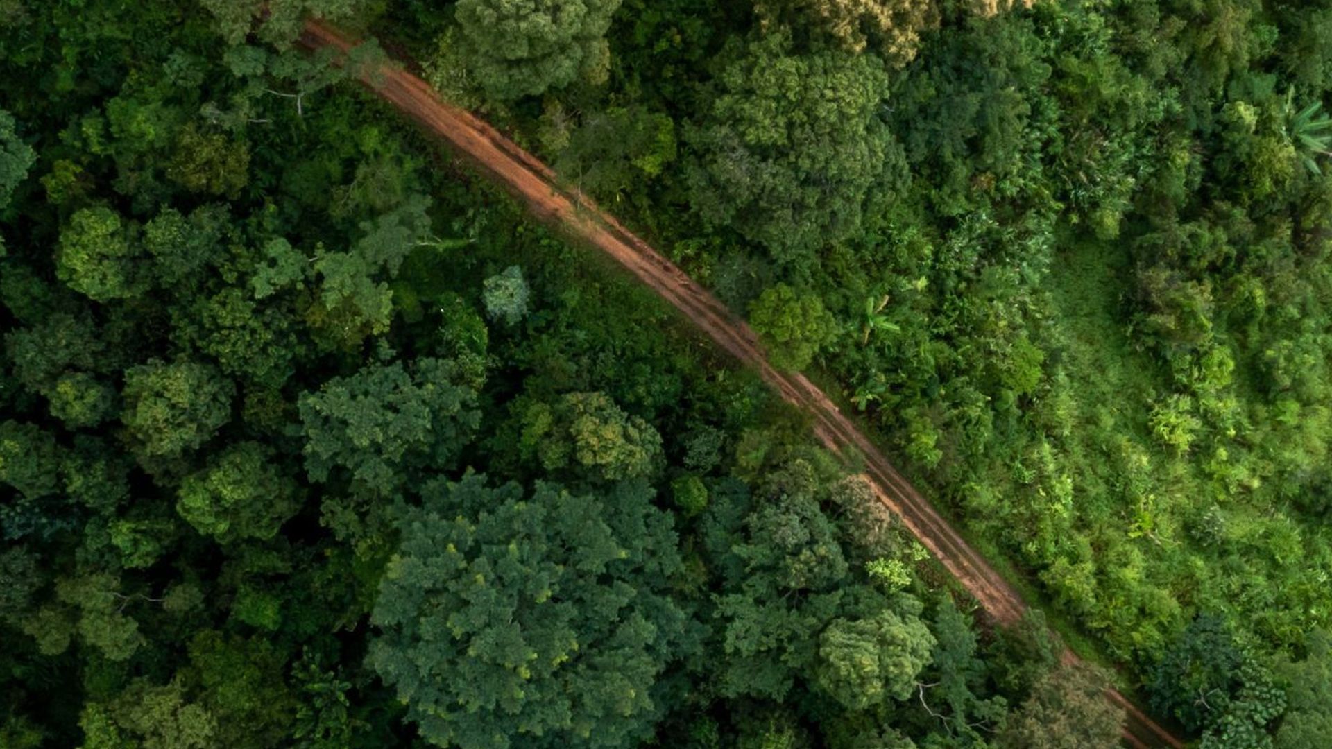 Aerial view of a narrow dirt path cutting through dense green forest.