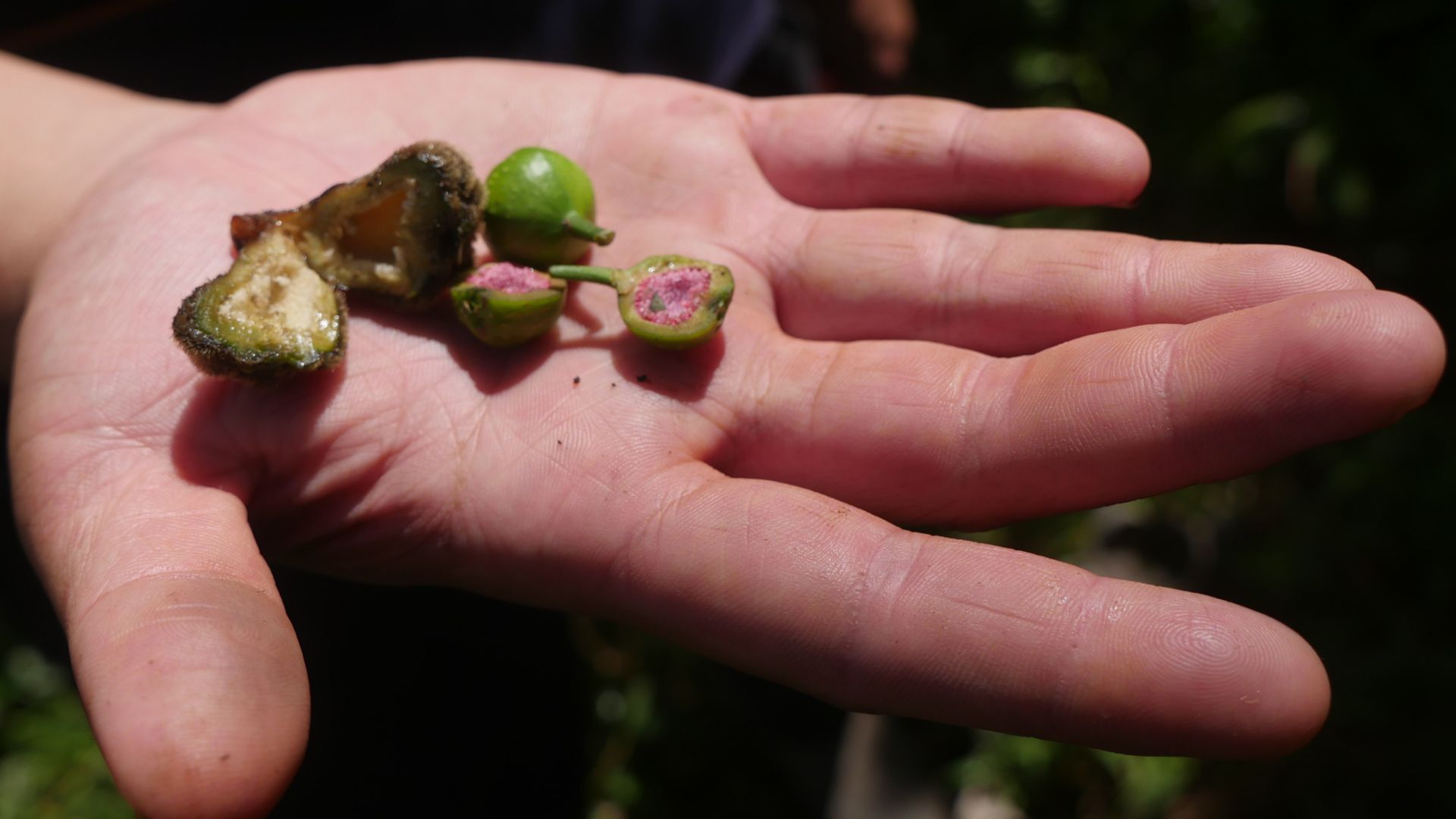 Hand holding figs harvested for seeds.