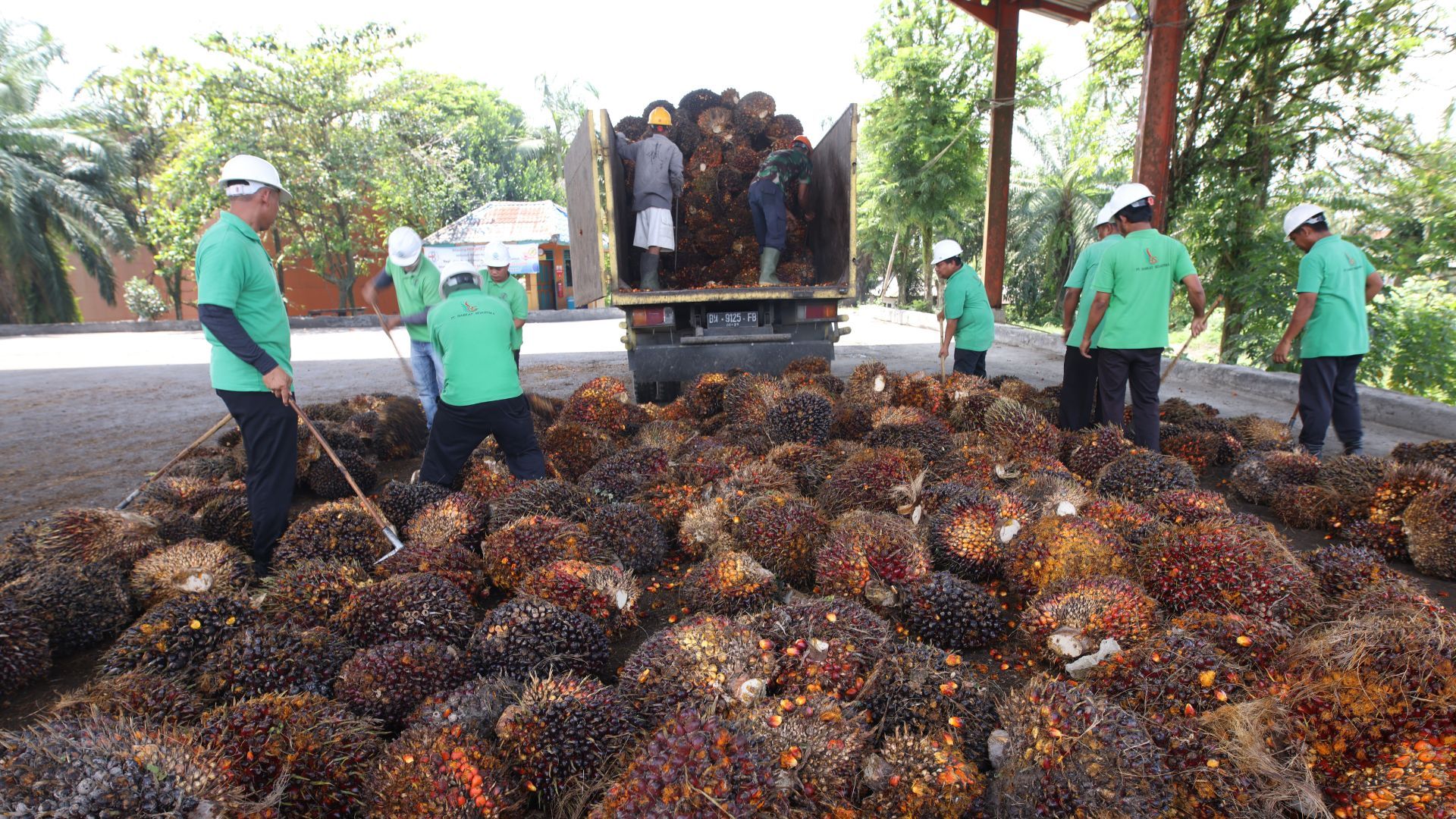 Seven men in green shirts are moving harvested palm fruit that is on the ground. Two more men are on the back of a truck moving more palm fruit. There are palm trees and greenery in the background.