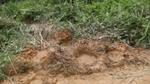 A photograph of several fresh elephant footprints in the mud in the foreground and lush green vegetation in the background, at a Unilever protection and restoration site in Sabah, Malaysia.