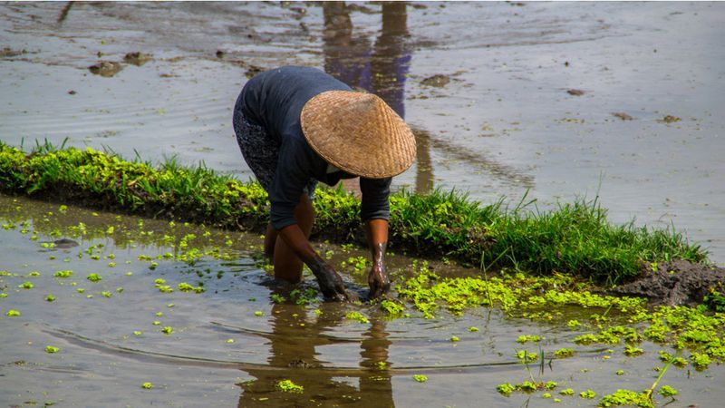 A farmer picking crops