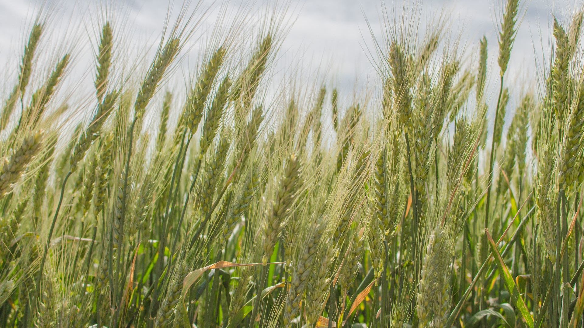 Close-up view of green wheat stalks in a field.
