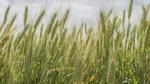 Close-up view of green wheat stalks in a field.