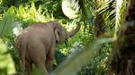 An elephant walks through lush green forest.