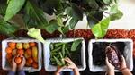 Three baskets in a row containing orange tangerines, green okra and brown cocoa beans