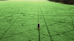 A bird’s-eye view of a man walking through deep green mint fields.