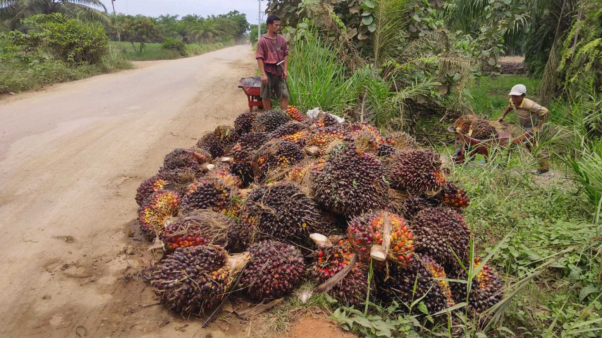 Pile of palm oil fruit at a collection point by the side of a road running alongside a plantation.