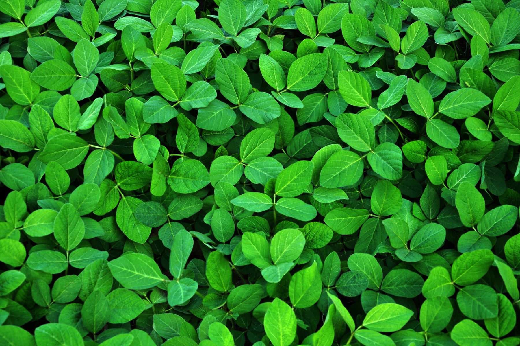 looking down at leaves