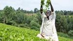 Person standing in a tea plantation throwing freshly picked leaves in the air