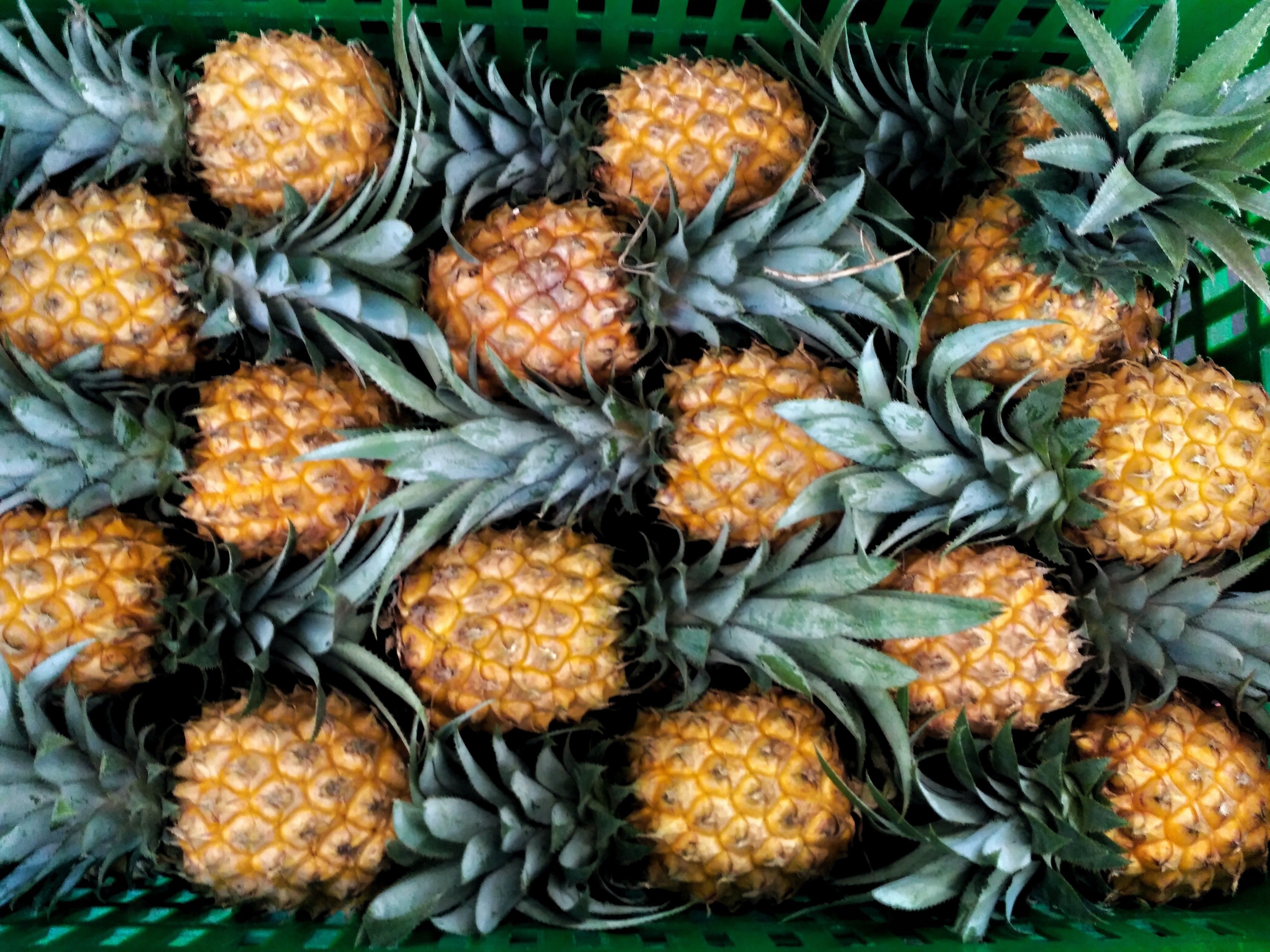 Pineapples lined up neatly in a box, ready for sale.