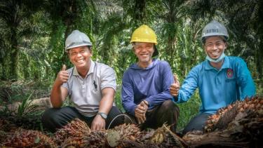Three workers wearing helmets are sitting on the ground in a palm plantation, smiling and giving thumbs-up gestures.