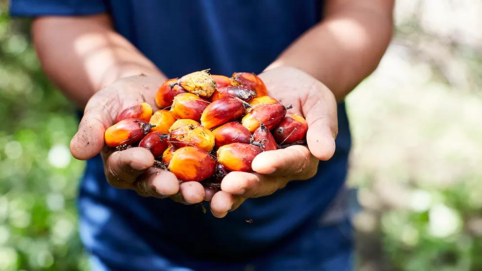 A farmer holding palm