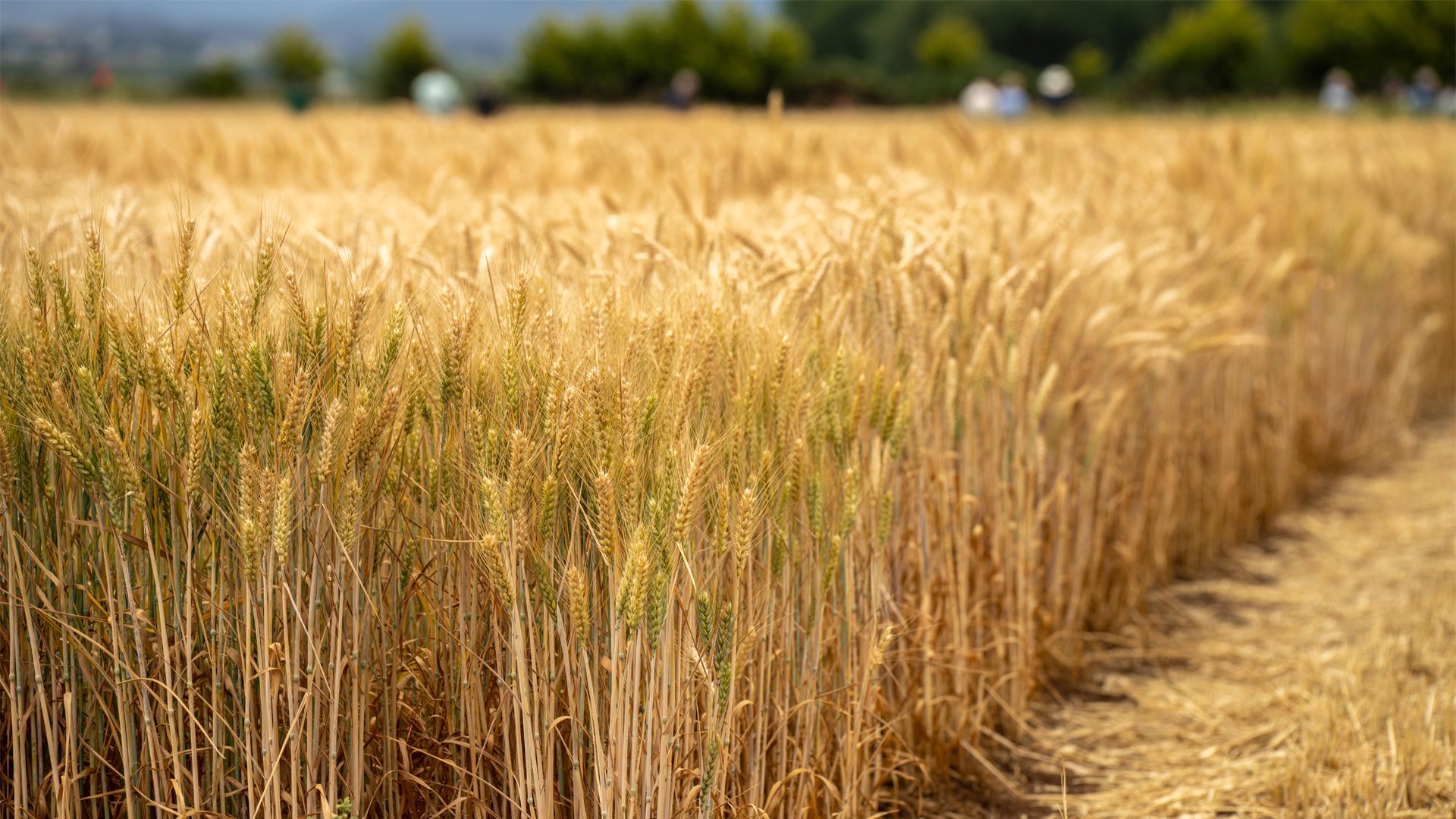 Close-up of a golden wheat field with tall, ripe stalks and a clear path on the right, leading toward blurred trees under a blue sky.
