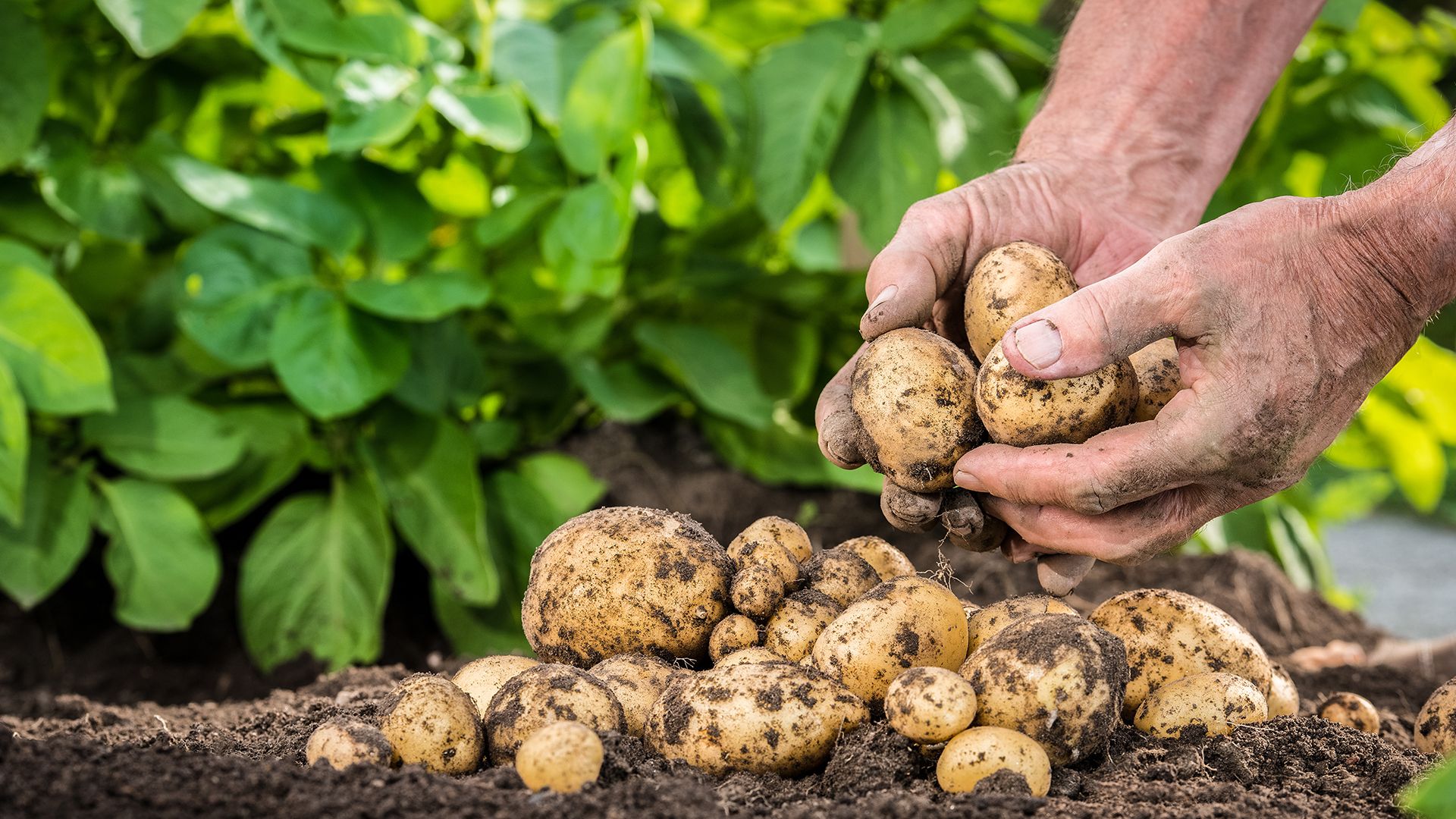 Close-up of a farmer's hands holding freshly harvested potatoes covered in soil, with a pile of potatoes on the ground and green leaves in the background.