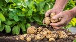Close-up of a farmer's hands holding freshly harvested potatoes covered in soil, with a pile of potatoes on the ground and green leaves in the background.