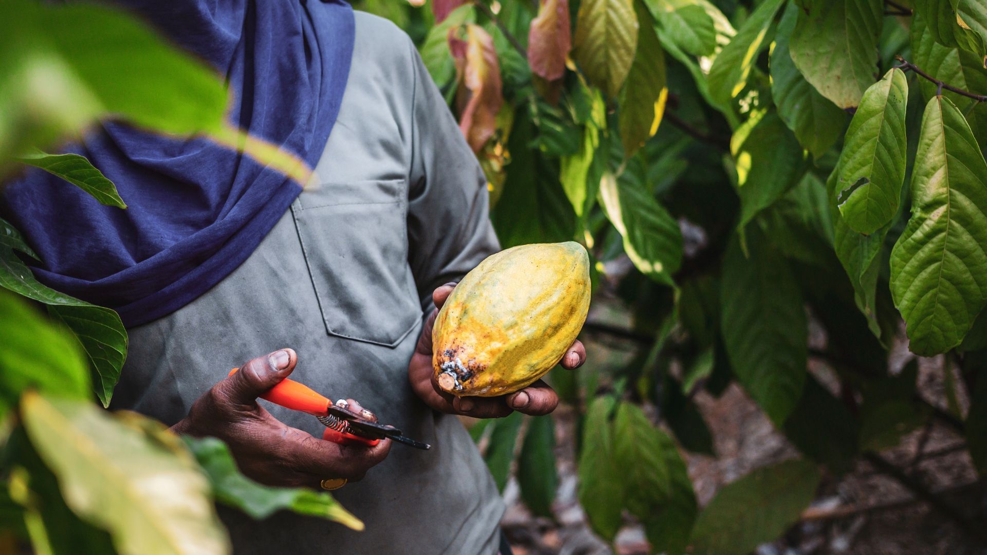 Cocoa being harvested