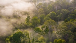 Aeroplane view of a misty green forest