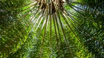 Looking up through the bright green fronds of a palm tree, with sunlight filtering through the dense foliage.