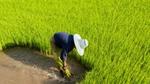 Female rice framer harvesting rice crop from a large green field.