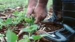 farmer picking crops wearing waterproof boots