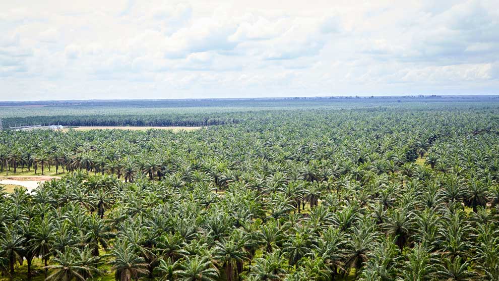 Palm oil plantation