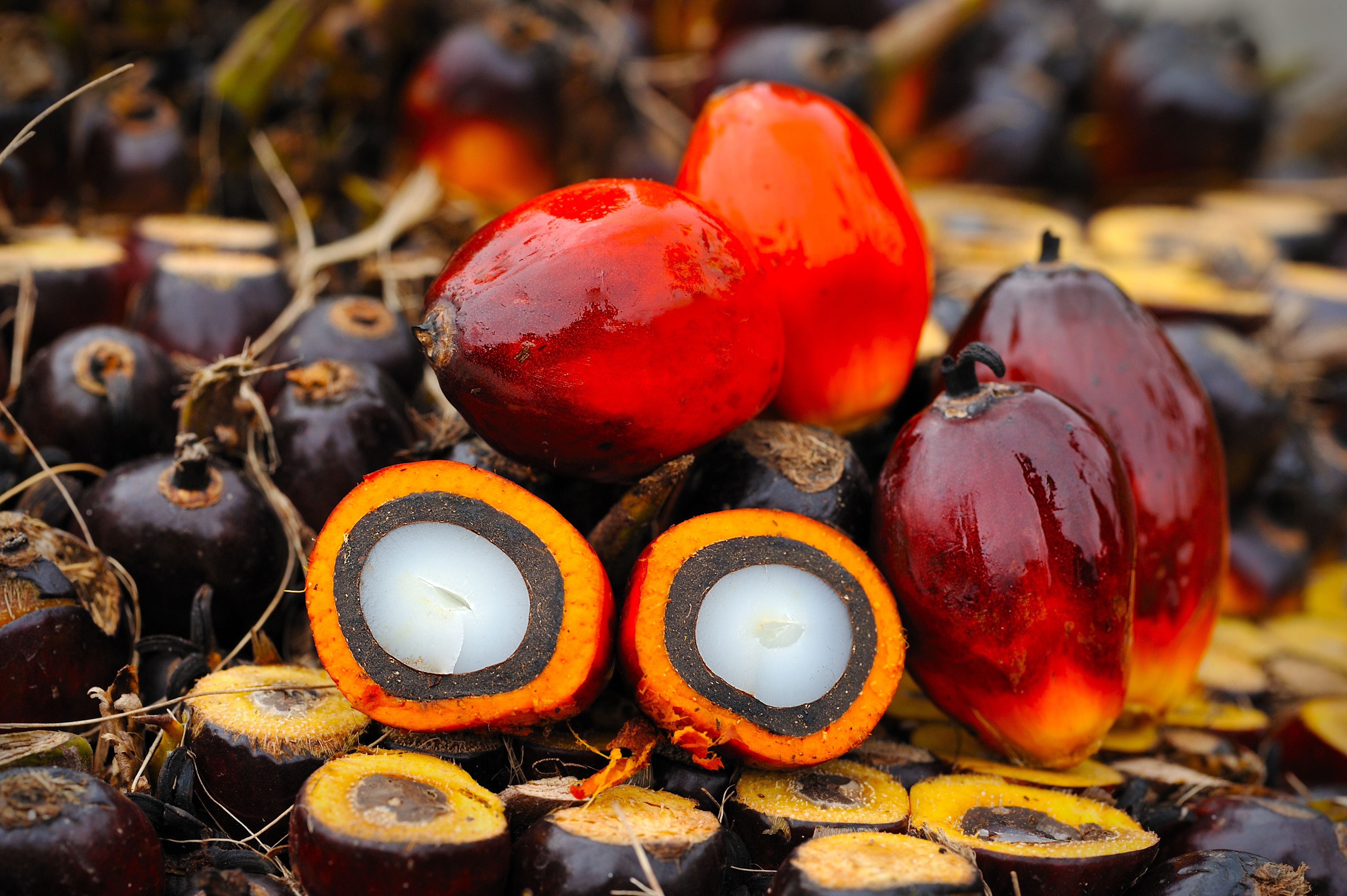 Oil Palm fruits cut in half