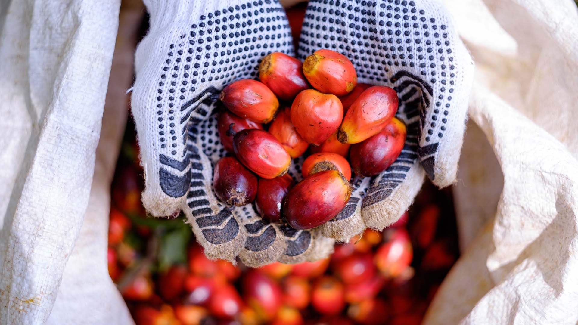 A handful of palm fruit