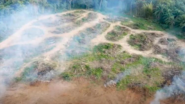 our commitment to a deforestation-free supply chain