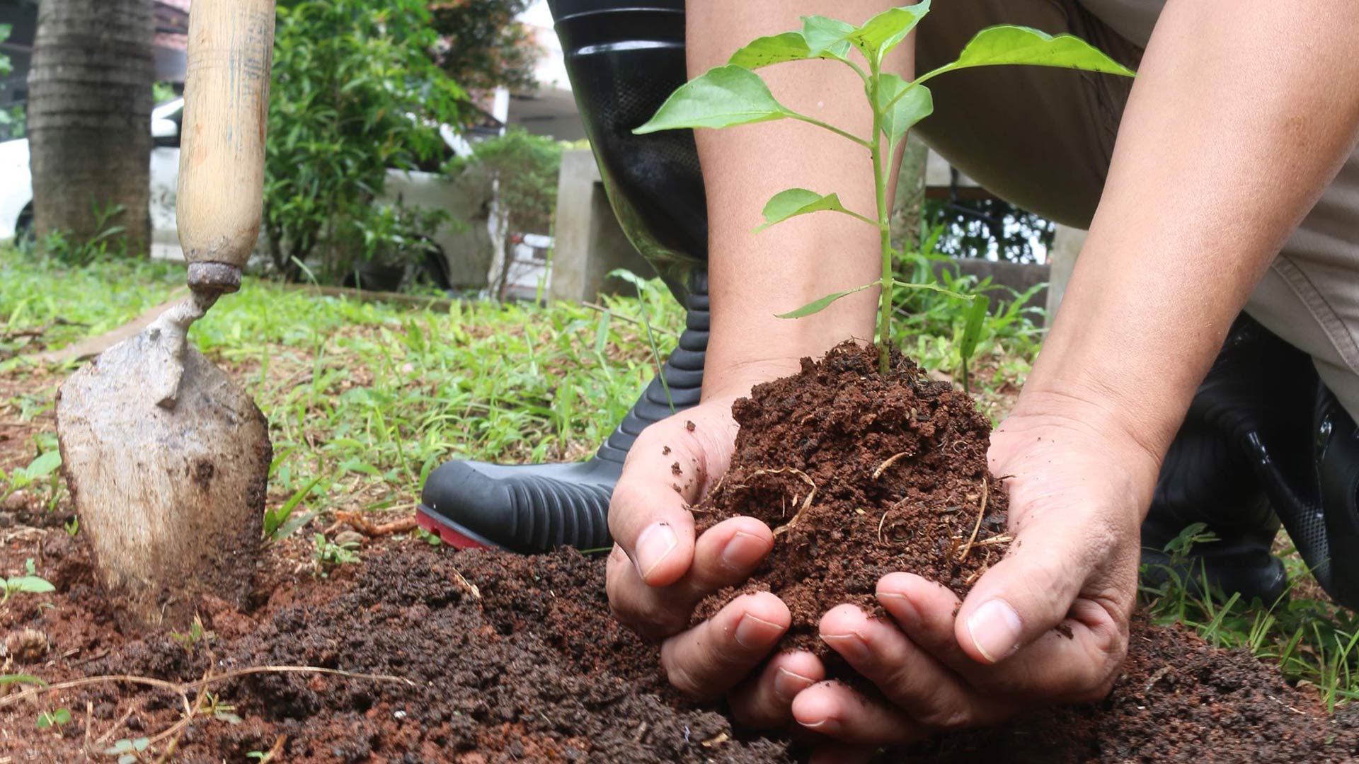 Two hands holding a tree sapling.