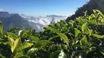 Tea mountains