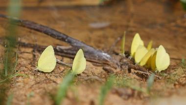 A group of yellow butterflies resting on the ground, surrounded by twigs and a few blades of grass.