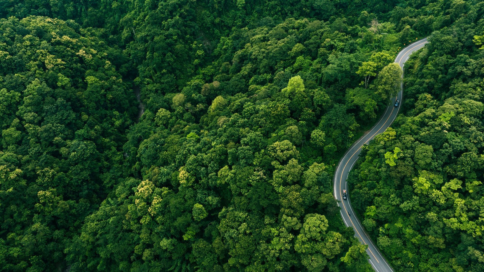 Aerial view of a winding road curving through a dense green forest, with two vehicles visible—one near the bend and another further back—surrounded by thick foliage.