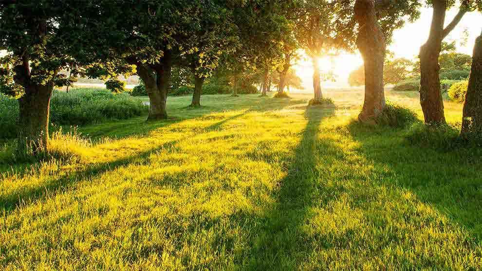 Trees in a field
