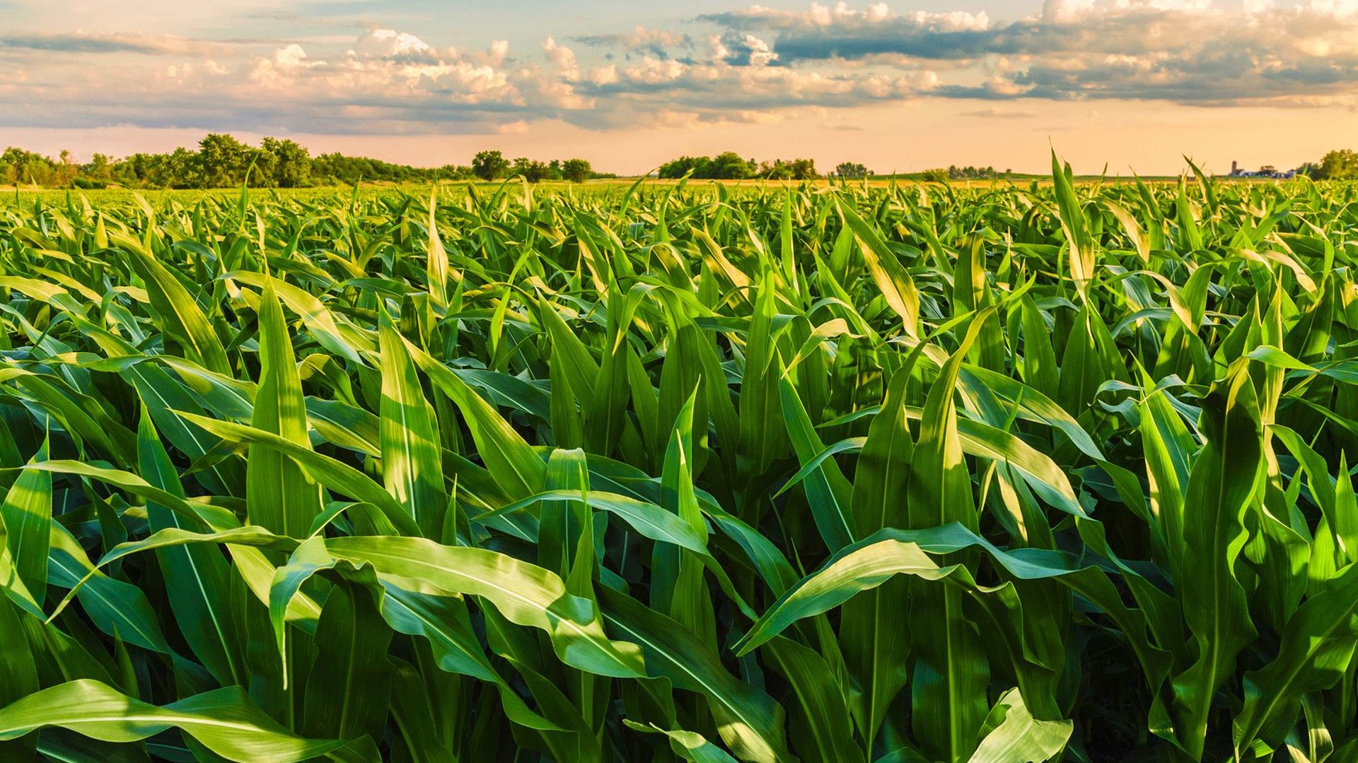 A lush, green cornfield under a partly cloudy sky with trees in the background.